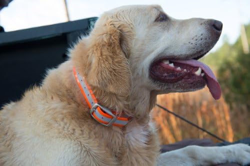 Отразяваща Водоустойчив Нашийник за кучета Dublin Dog от 11 до 14 инча KOA, Малка, ярко оранжево